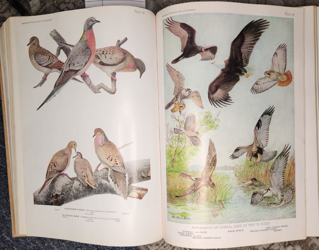 Vintage 1936 Birds of America Book