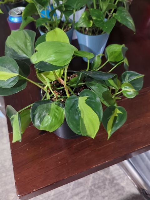 Large Philodendron Brasil, Found & Formed