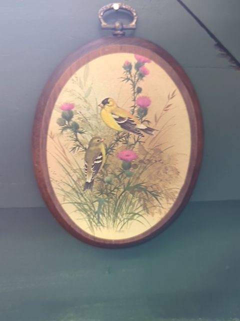 Oval gold finch frame