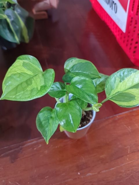 Global Green Pothos, Found & Formed