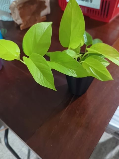 Neon Pothos, Found & Formed