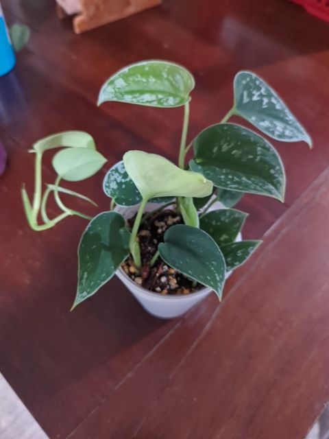 Scindapsus pictus aka satin pothos, Found & Formed
