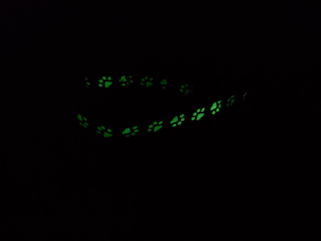 Royal Blue Glow n Dark  Collar, Large