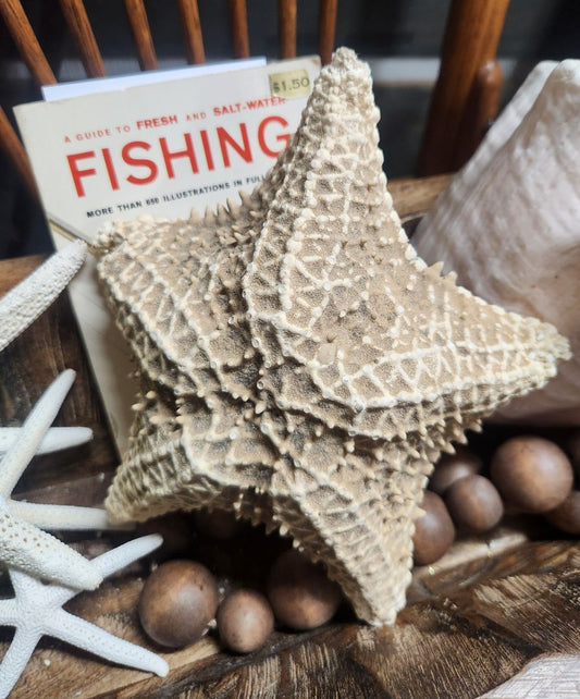 Large Star Fish vintage