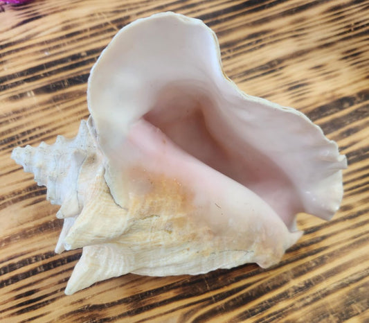 Queen Conch Shell