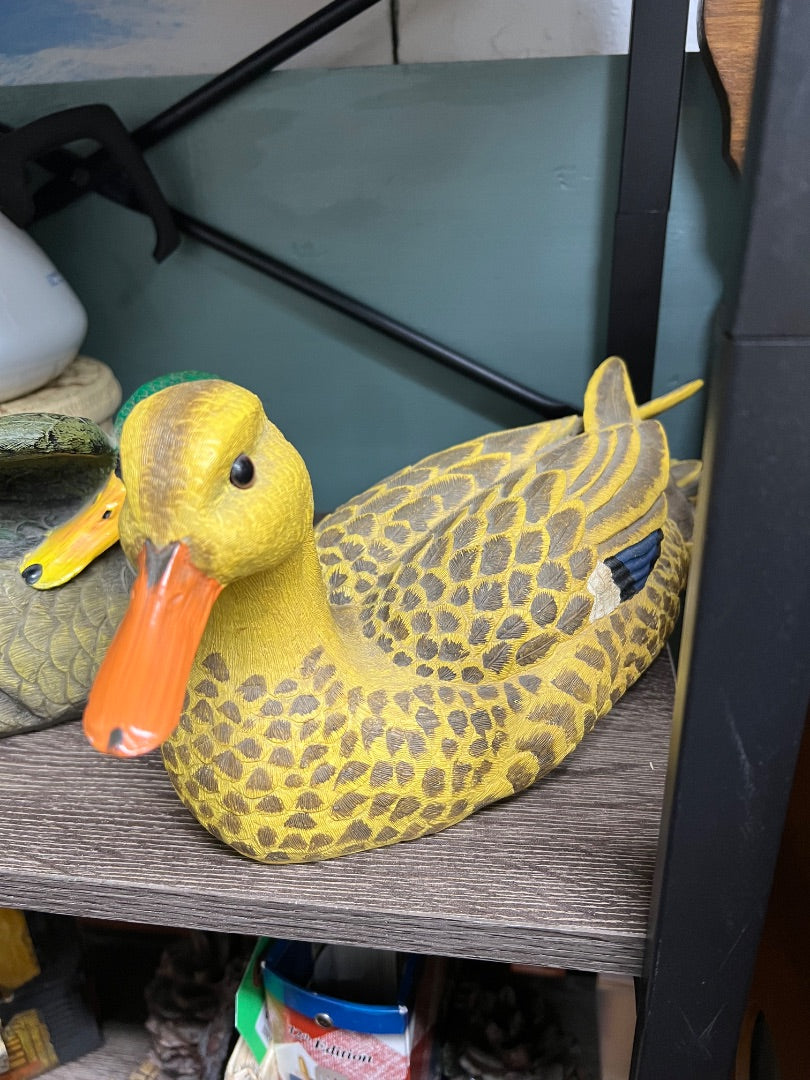 Mallard Duck pair