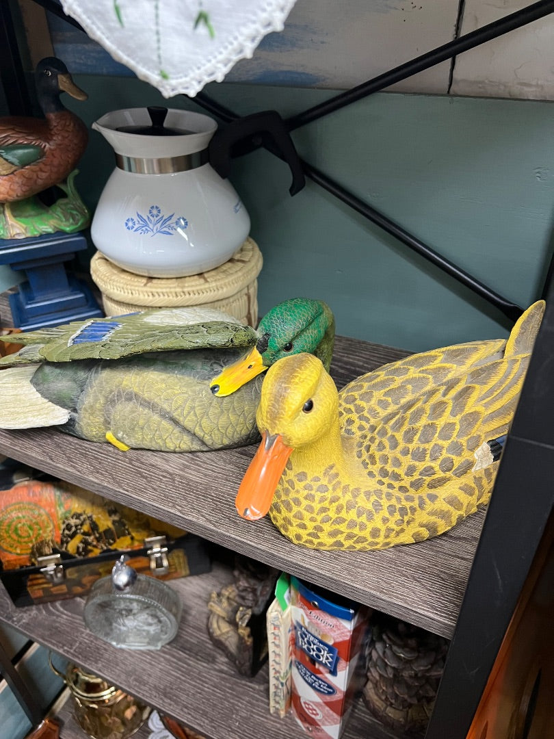 Mallard Duck pair