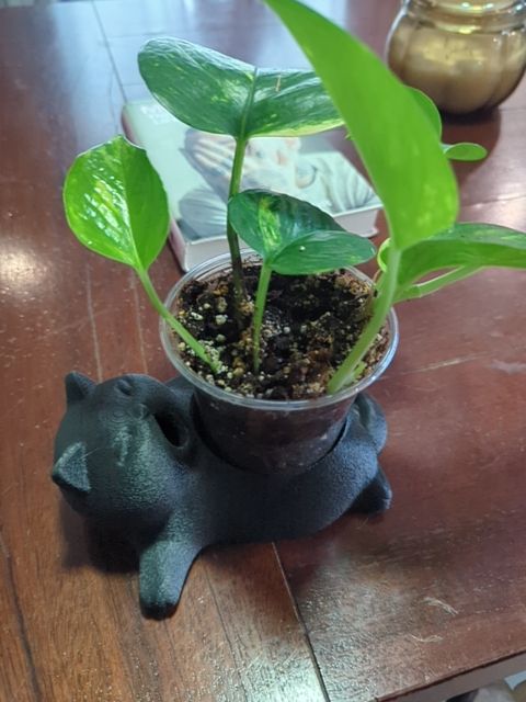 Golden Pothos with cat base, Found & Formed