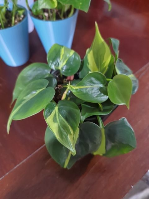 Philodendron Brasil, Found & Formed