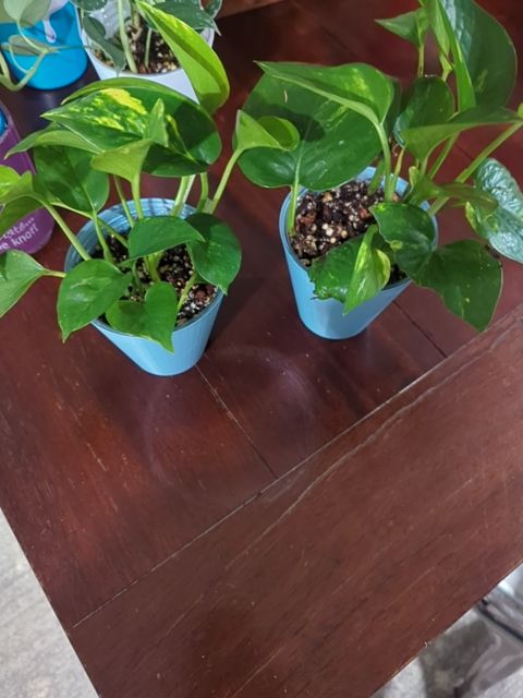 Golden Pothos, Found & Formed