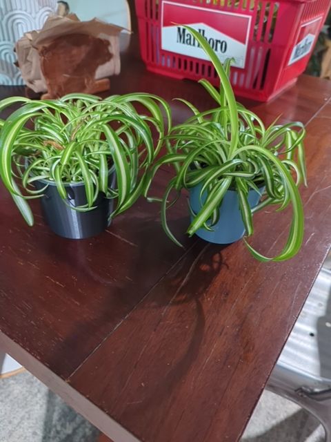 Curly Spider Plant, Found & Formed