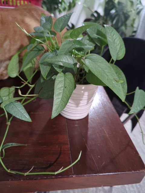 Cebu Blue Pothos, Found & Formed
